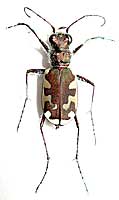 Carabidae: Cicindela sahlbergi Fischer von Waldheim, 1824