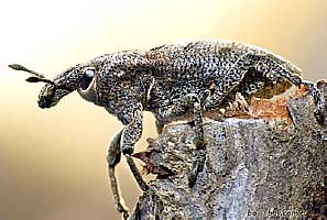 Curculionidae: Cleonis pigra