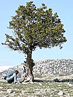 . ,  .  <br> (Juniperus oxicedrus) -     .