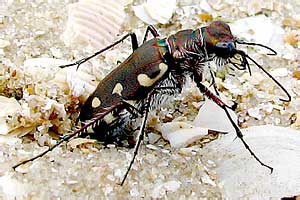 Cicindela hybrida (Carabidae)