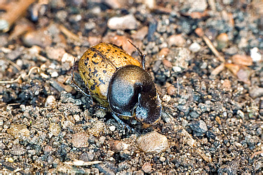 Scarabaeidae: Onthophagus gibbulus