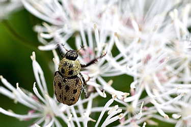 Scarabaeidae: Hoplia aureola
