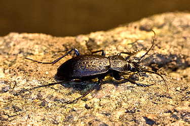 Carabidae: Carabus venustus (?)