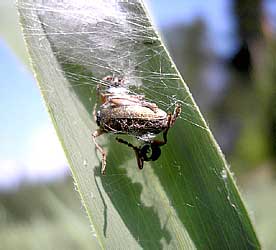 Donacia sp.  (Chrysomelidae)