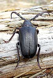 - - Prionus coriarius (Linnaeus, 1758) (Cerambycidae); 