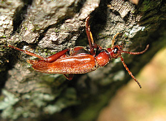 Cerambycidae: Leptura thoracica Creutz.