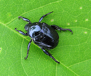 Scarabaeidae: Popillia mutans Newmann
