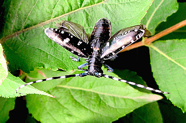 Cerambycidae: Monochamini: Anoplophora sp.