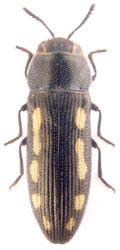 Acmaeodera (Acmaeotethya)  saxicola saxicola
Spinola, 1838.