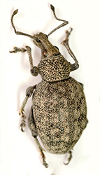 Otiorhynchus ligustici (Linnaeus, 1758)