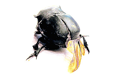 Scarabaeidae: Coprini: Catharsius sp.