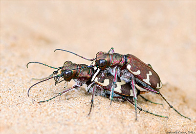 Carabidae: Cicindela hybrida Linnaeus, 1758