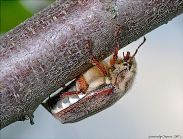 Scarabaeidae: Melolontha hippocastani Fabricius, 1801