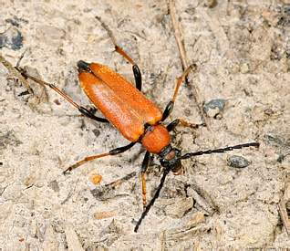 Cerambycidae: Stictoleptura rubra (Linnaeus, 1758) - 