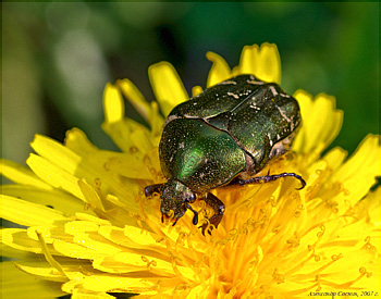 Scarabaeidae: Protaetia metallica (Herbst, 1786) (= P. cuprea)