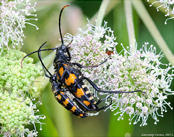 Cerambycidae: Leptura quadrifasciata Linnaeus, 1758
