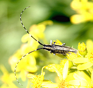 Agapanthia villosoviridescens (De Geer)