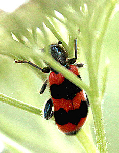 Trichodes apiarius (L.)