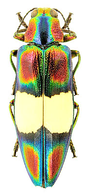 Chrysochroa toulgoeti Descarpentries 1982
