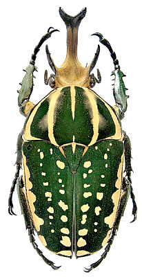 Mecynorhina polyphemus Fabricius, 1781