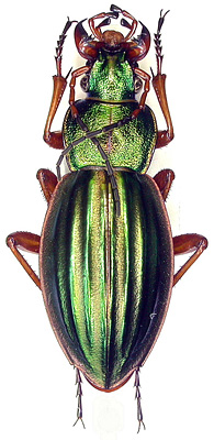 Carabus auratus, female
