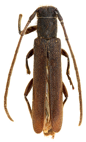 Stenostla nigerrima (Breuning, 1946)