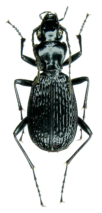 Pterostichus (Myosodus) lacunosus roubalianus (Lutshnik, 1928)