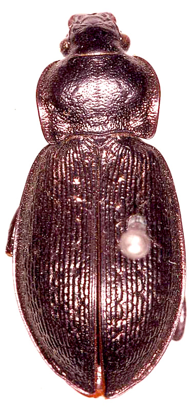 Carabus (Morphocarabus) chaudoiri chaudoiri Gebler, 1847
