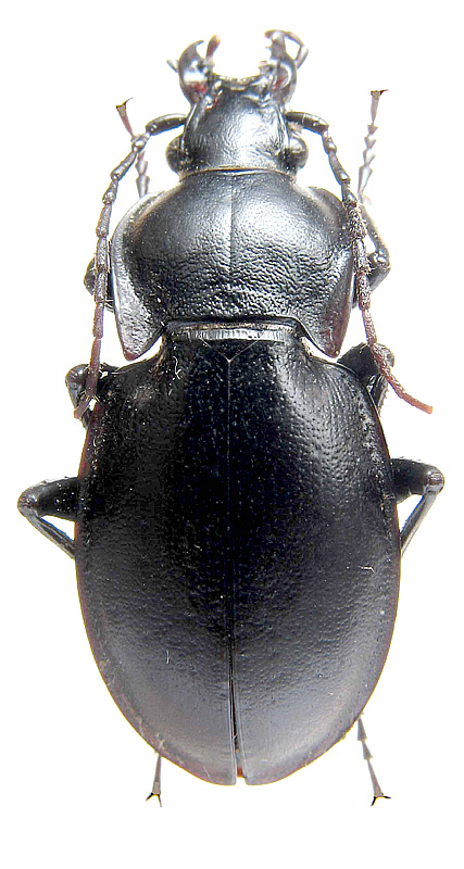 Carabus (Trachycarabus) planarius Obydov, 1994