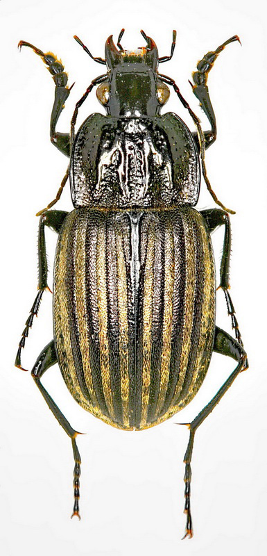 hlaenius (Agostenus) quadrisulcatus (Paykull, 1790)