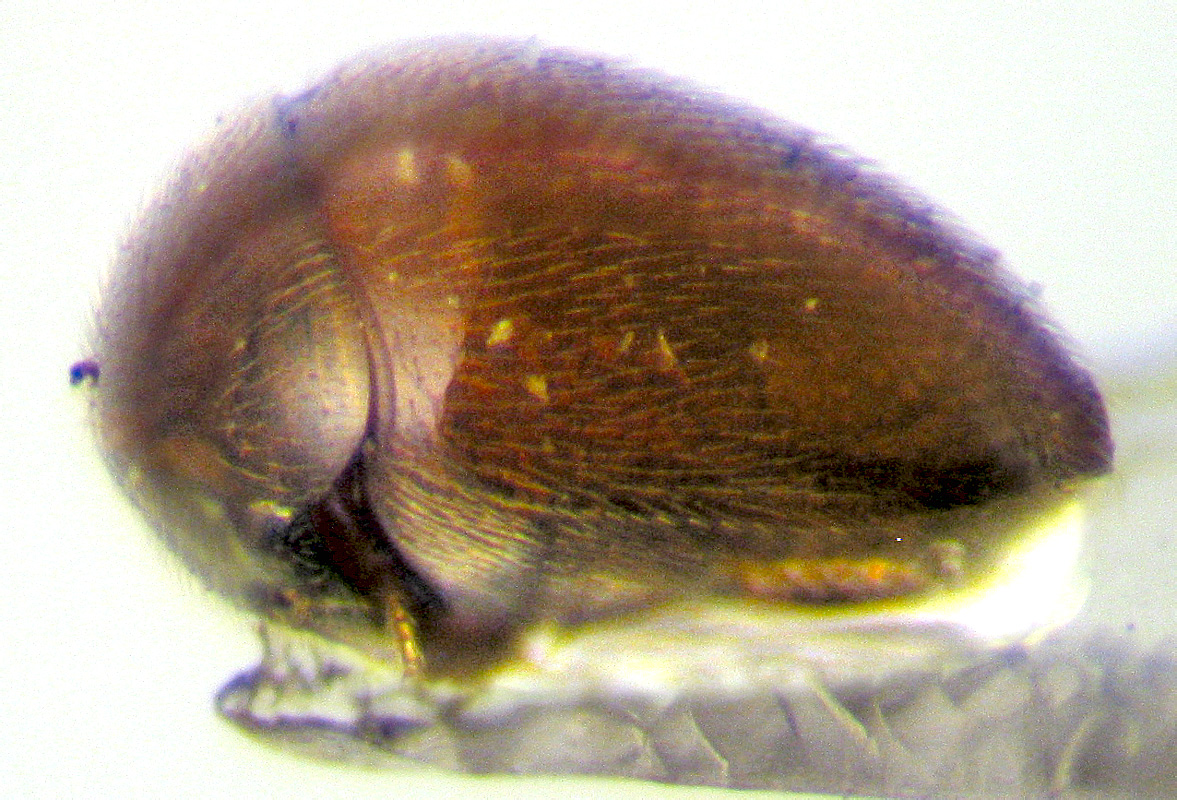Clambus pubescens L. Redtenbacher, 1849