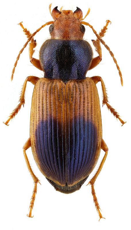 Diachromus germanus (L.)