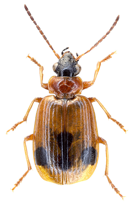 Lebia (Lebia) trimaculata  (Villiers, 1789)
