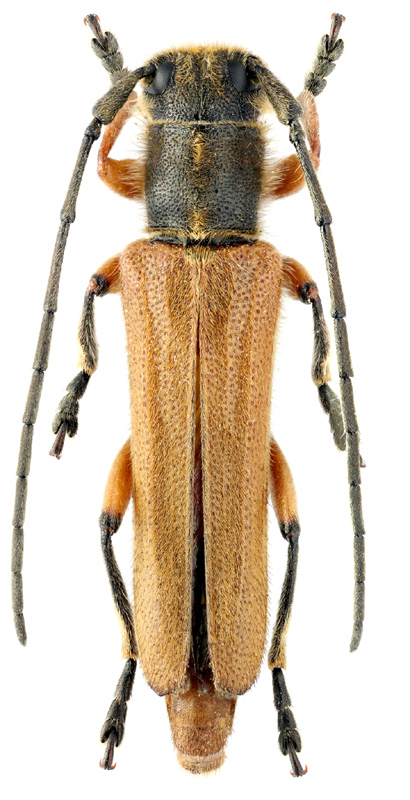 Phytoecia (Kalashania) erivanica Rtt., 1899