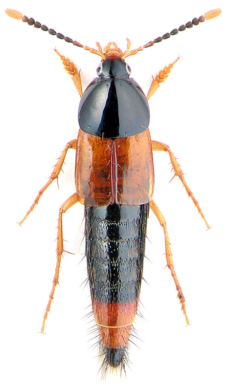 Bolitobius cingulatus Mann.