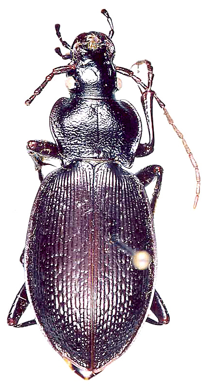 Carabus (Morphocarabus) spasskianus aeruginosiformis Breuning, 1932