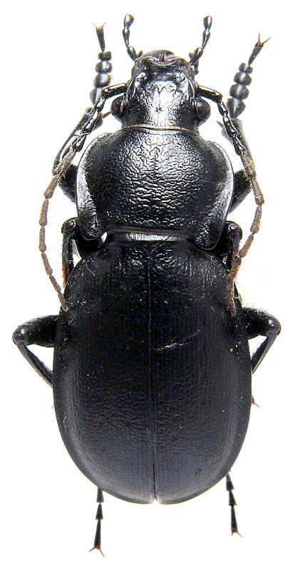 Carabus (Trachycarabus) sibiricus sibiricus Fischer von Waldheim, 1822
