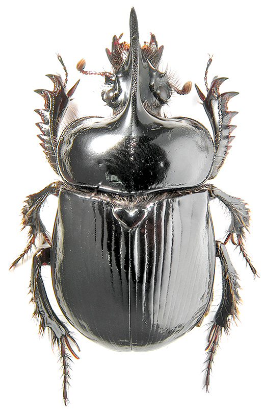 Ceratophyus polyceros Pallas, 1771