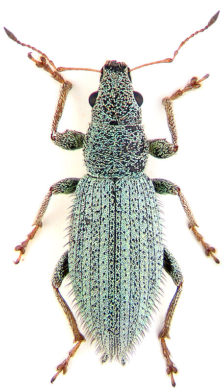 Eusomostrophus (= Eusomus) acuminatus (Boheman, 1840)