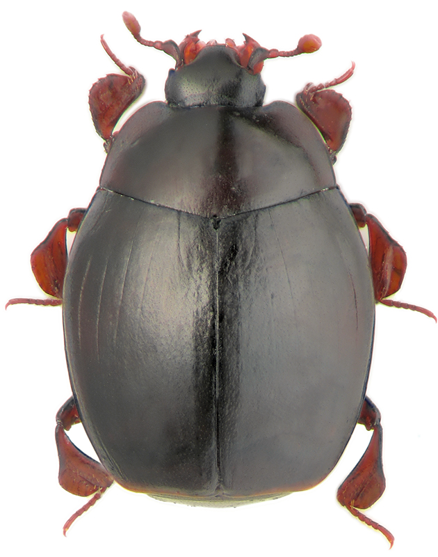 Dendrophilus (Dendrophilus) pygmaeus