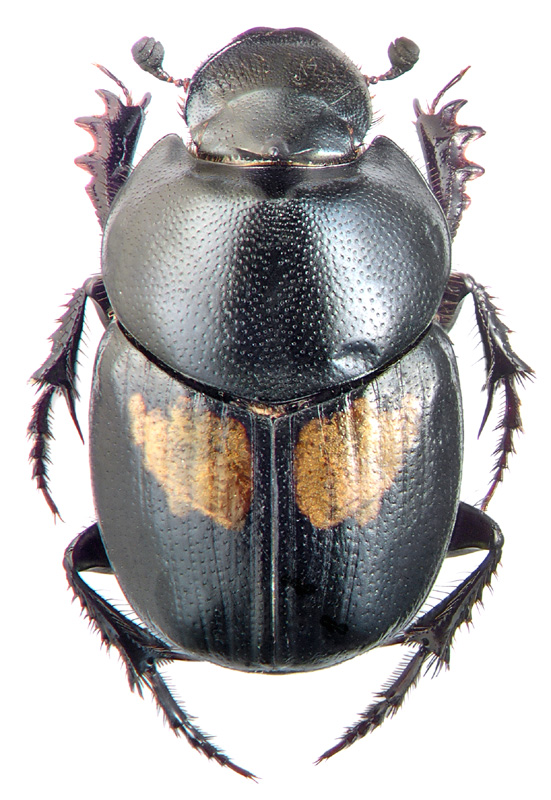 Onthophagus basipustulatus Heyd.