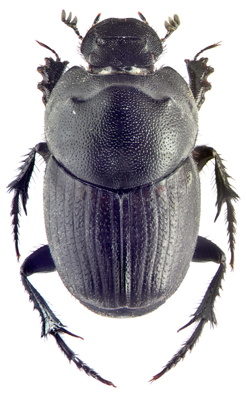 Onthophagus gibbosus