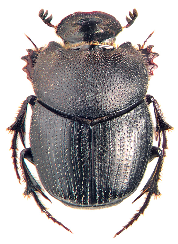 Onthophagus ponticus Harold