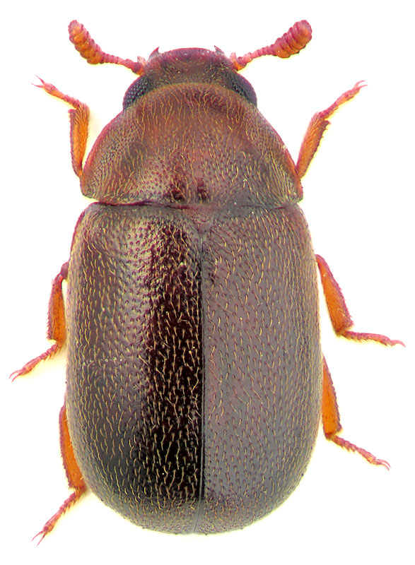Pentaphyllus chrysomeloides (Rossi, 1792)