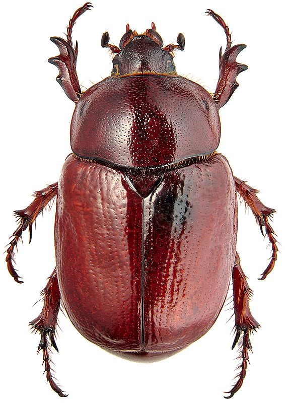 Phyllognathus excavatus (Forster, 1771)