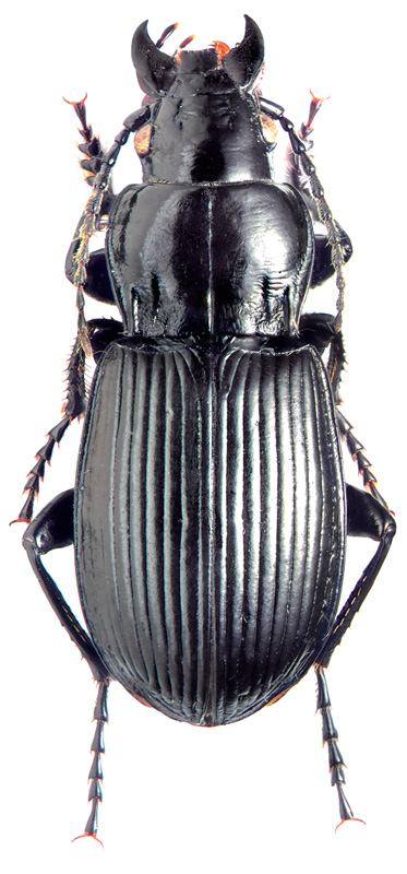 Pterostichus (Petrophilus) tomensis Gebl.