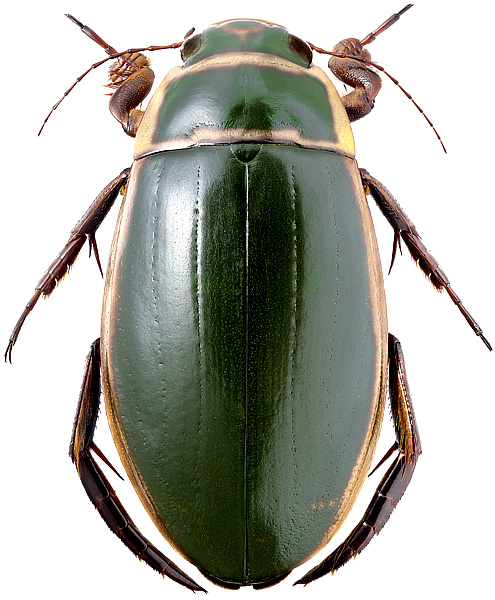 Dytiscus dauricus Gebler, 1832