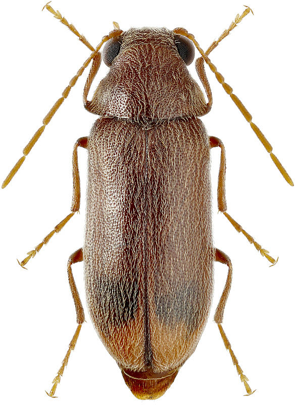 Ernobius mollis L., 1758