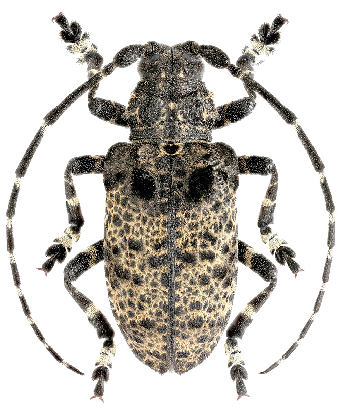 Moechotypa diphysis Pascoe, 1871