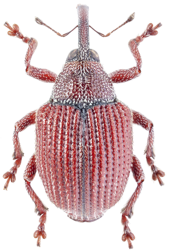 Coeliodes rubicundus Herbst, 1795